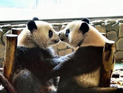 大熊猫的战斗力究竟如何？（探索大熊猫的战斗技巧，解密其潜在威力）