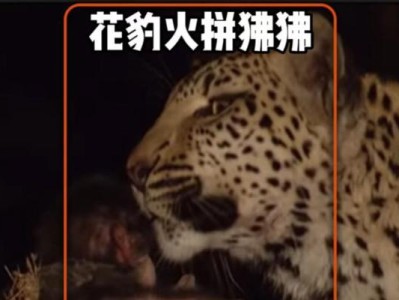 花豹照顾狒狒（两种动物之间的关怀和合作展现出了无私和温暖的一面）