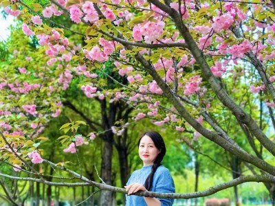 四月的樱花开，绽放春天的美丽（追寻樱花之美，感受四月的浪漫）