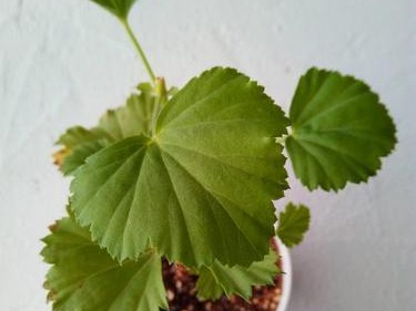 乐芒C1（探索乐芒C1的特点和功能）