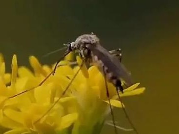 灭绝蚊子的有效方法